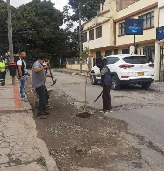 sembraron árboles en los huecos