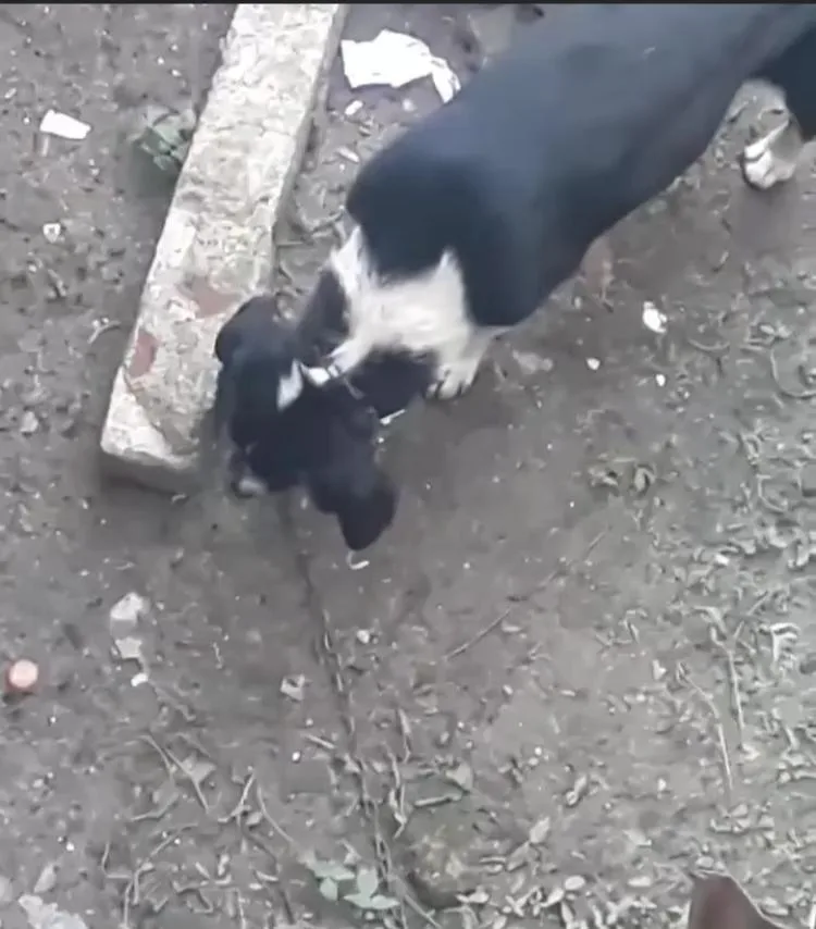 perro Ibagué