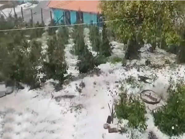 Otro ‘golpe’ al agro: granizada destruyó cultivos de café en el norte de Nariño