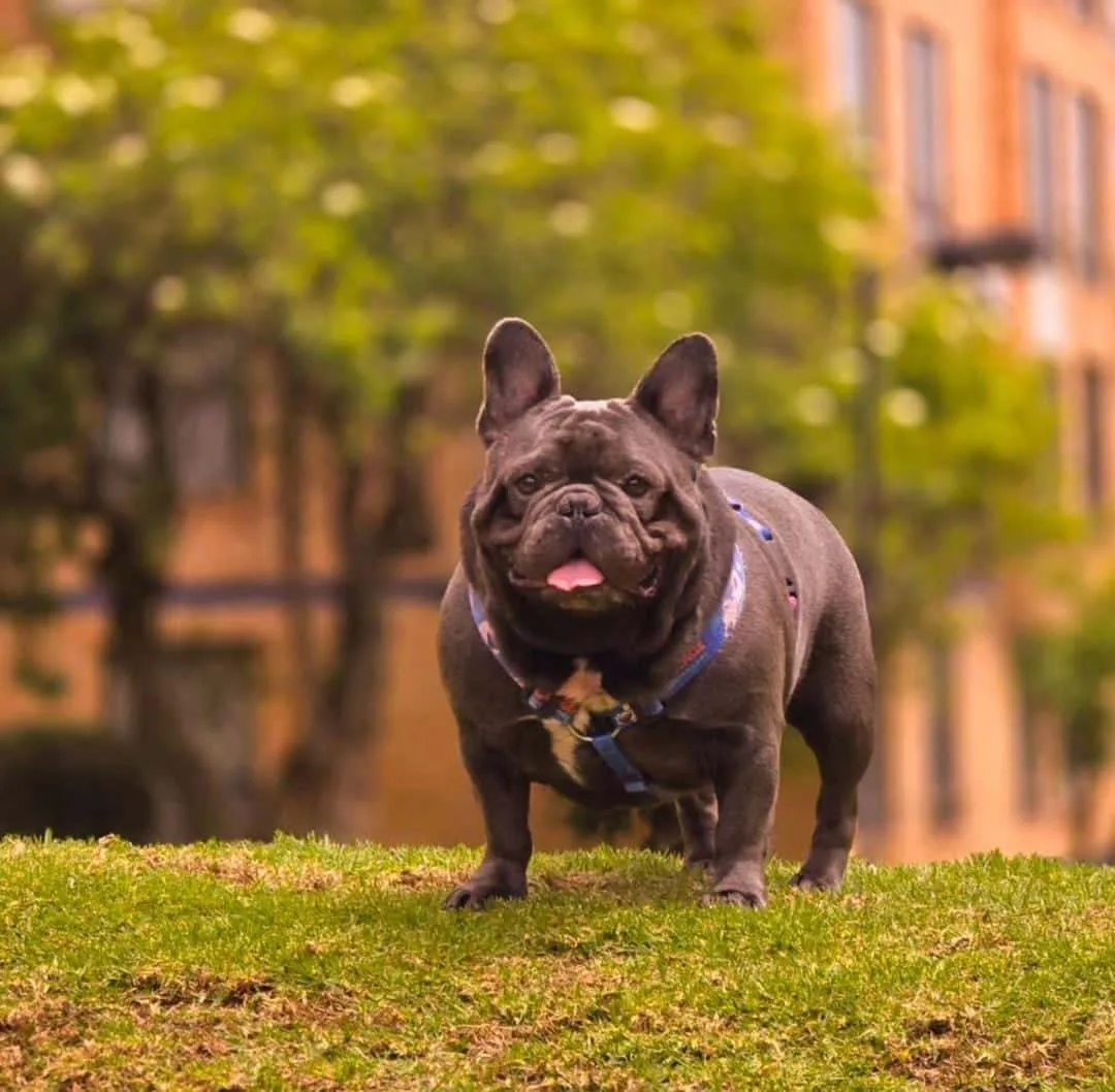 "Él también la extraña": Benito, el perrito de la 