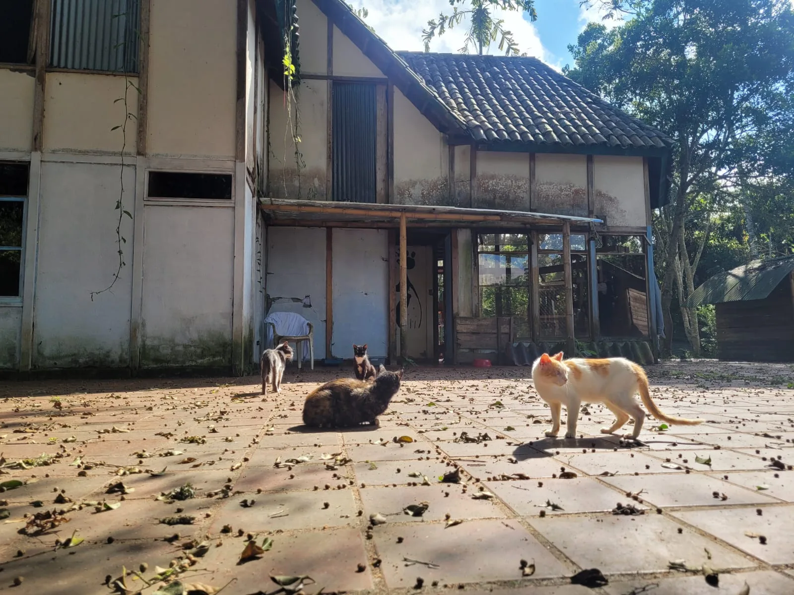 Dagua SAE predio Paz Animal
