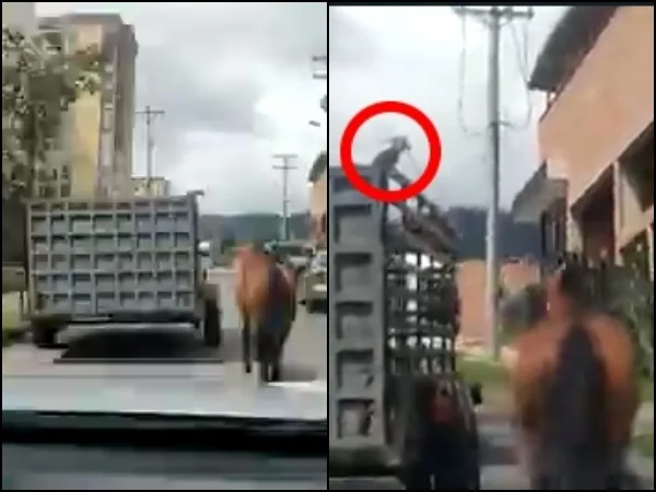 El remolque por un lado y el caballo atado a una cuerdo detrás, en Pasto