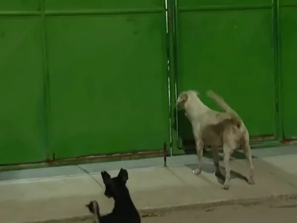 tres perros colegio Caracolí