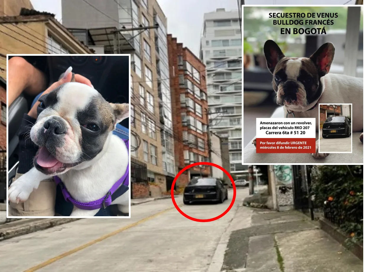 Venus, la perrita que secuestraron hoy en Bogotá y sus captores piden $2 millones para devolverla