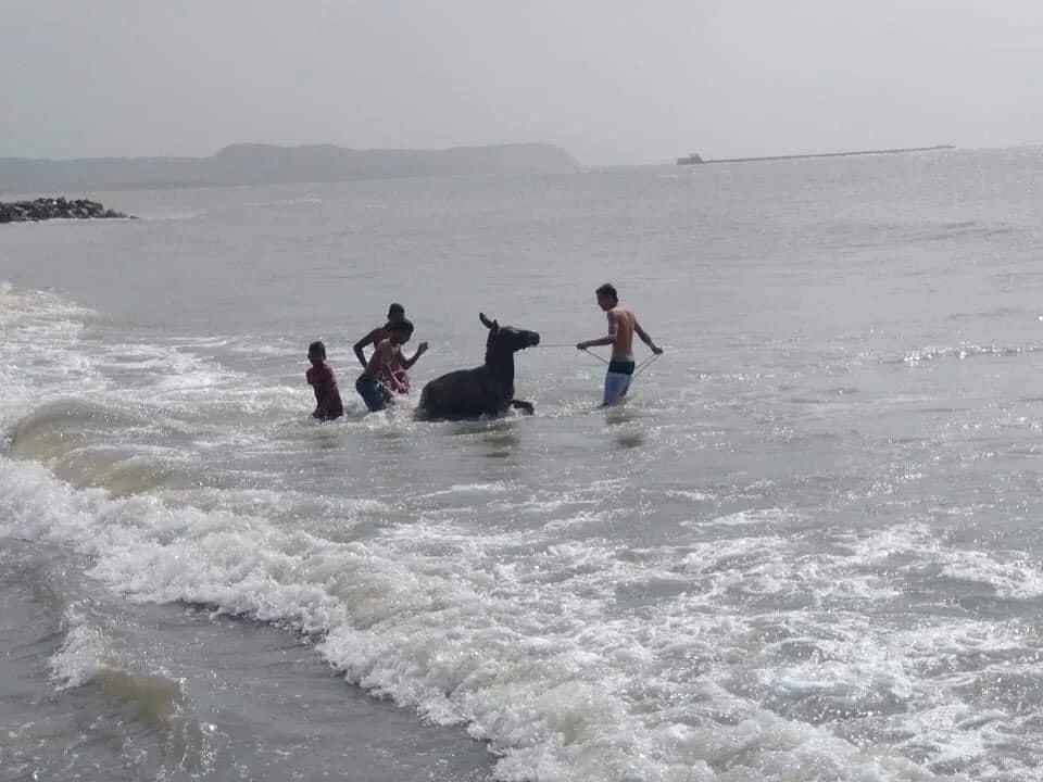 burros playa Puerto Colombia