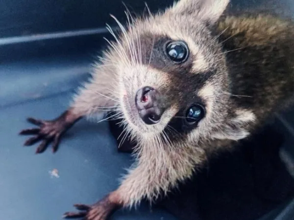 La trágica historia de un mapache víctima del tráfico ilegal, lo habían dado como regalo en Medellín