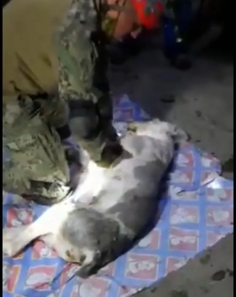 perro rescatado México derrumbe