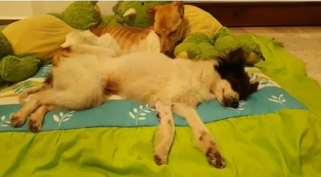 dos perritos
