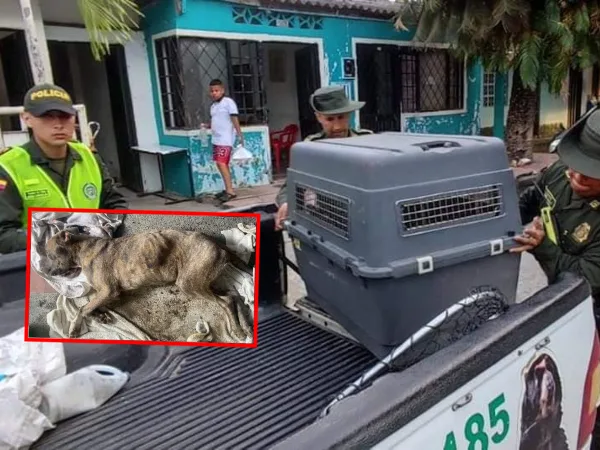 En Neiva, un perro Pitbull fue enterrado vivo, Policía Ambiental logro sacarlo con vida