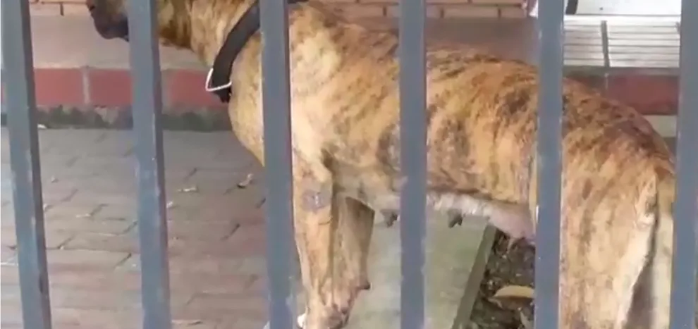 maltrato animal en