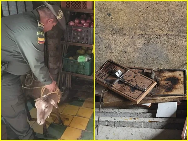 Rechazo en Cartago: Inspeccionaron restaurante chino, hallaron trampas para ratones y animales agonizando