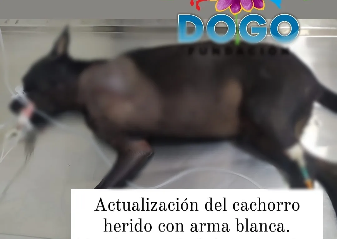 La comunidad enfurecida detuvo al responsable del ataque al canino a quien estuvieron a punto de linchar. 