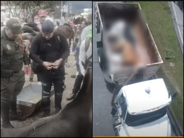 "Por la patada" de un caballo murió otro en la cabalgata de Manizales: lo sacrificaron y denuncian maltrato