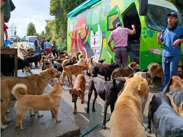 Fundación Ángeles de Cuatro Patas