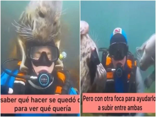 «Instinto de humanidad»: Una foca pensó que un hombre se estaba ahogando y fue a salvarlo