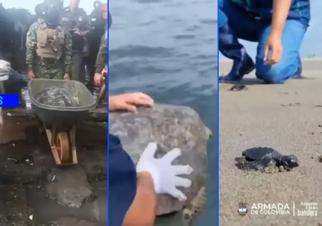 Tráfico tortugas marinas - Nariño