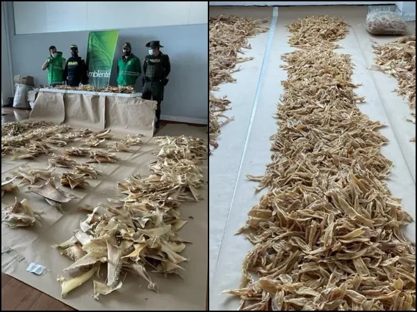 Desde Roldanillo - Valle llegaron las 3.493 aletas de tiburón que iban a enviar a Hong Kong e incautaron en El Dorado