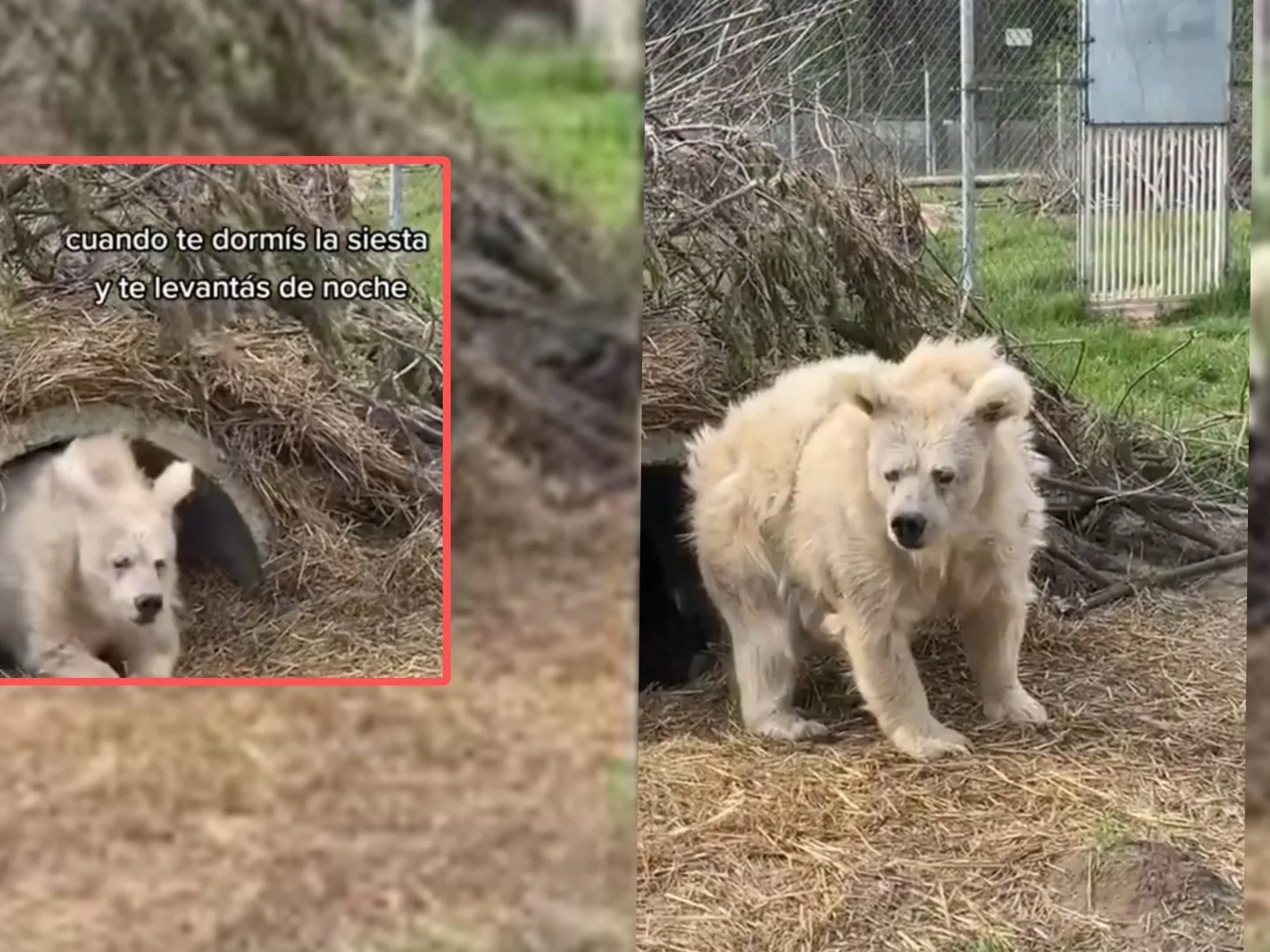 Oso