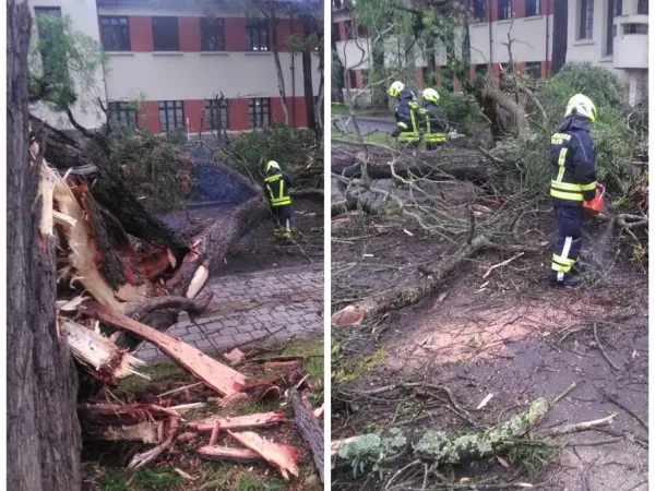 se cayó un gigante árbole n Pasto