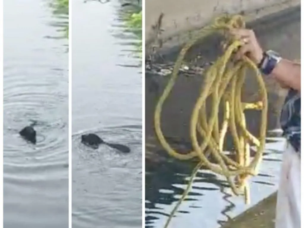 canal de aguas cayó un perro en Cali