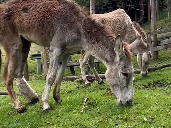 Tobías y Tiara, los burros rescatados en La Guajira y trasladados a un santuario