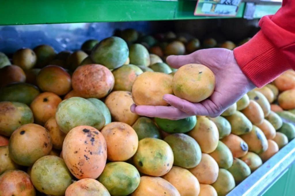 ¡Más mango de exportación de Colombia! a Estados Unidos: del Magdalena salió otra carga