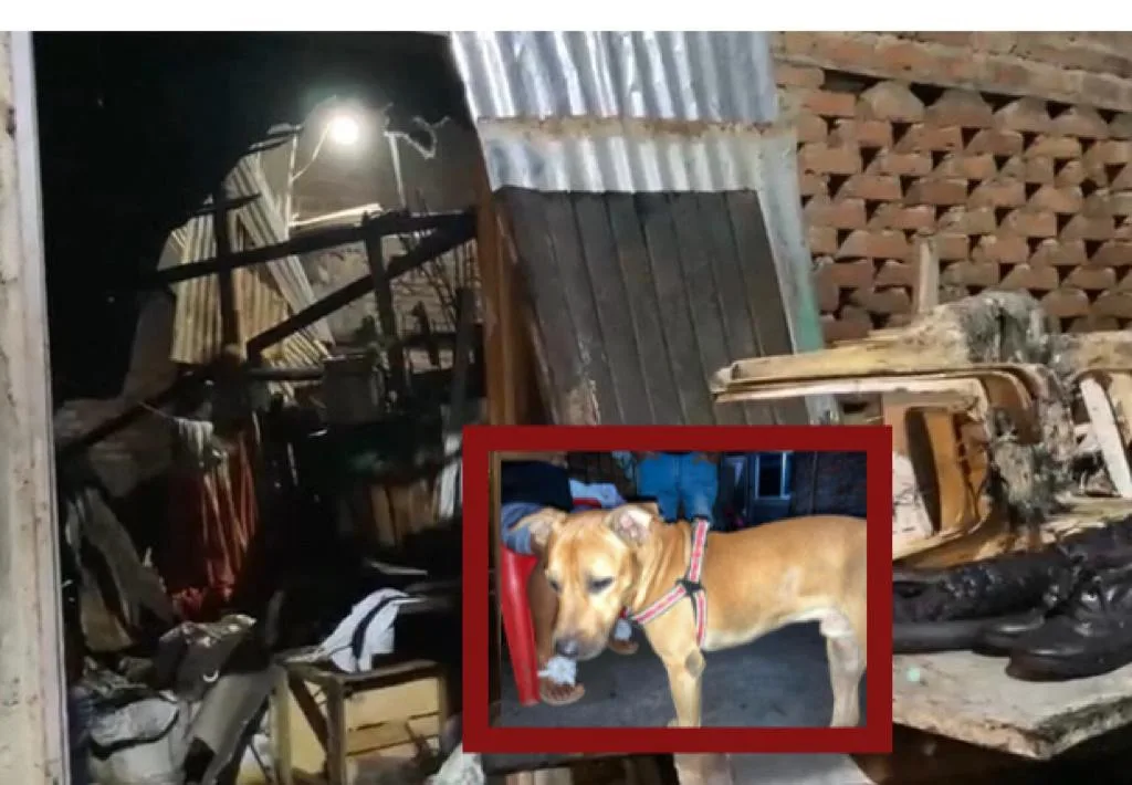 Zeus se metió al baño, su casa se quemó pero él se salvó, en Prados del Sur en Cali