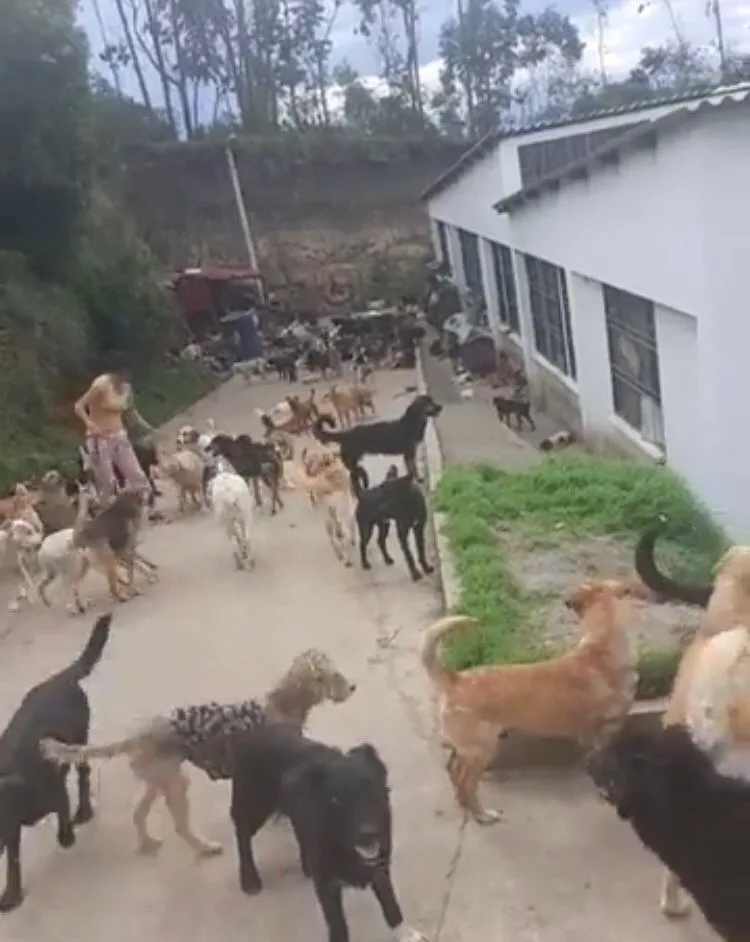 Fundación en Ipiales perros