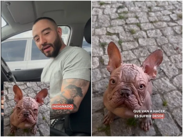 La «nueva raza» de Bulldog Francés que genera alerta, ahora sin pelo