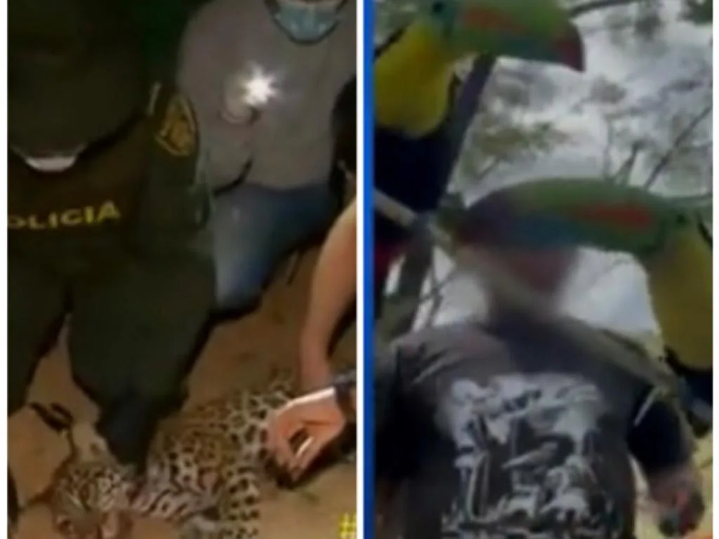 fauna silvestra tráfico Córdoba