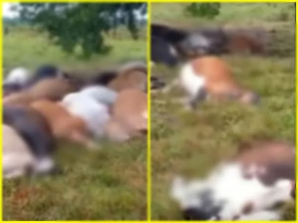 Las vacas quedaron carbonizados, razón por la cual no fue apta para el consumo humano; la situación en el Caguán empieza a generar preocupación entre los ganaderos.