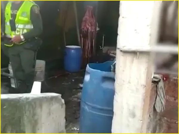 Sacrificaban cerdos y tiraban los restos en el río Cauca: así descubrieron matadero clandestino en Cali
