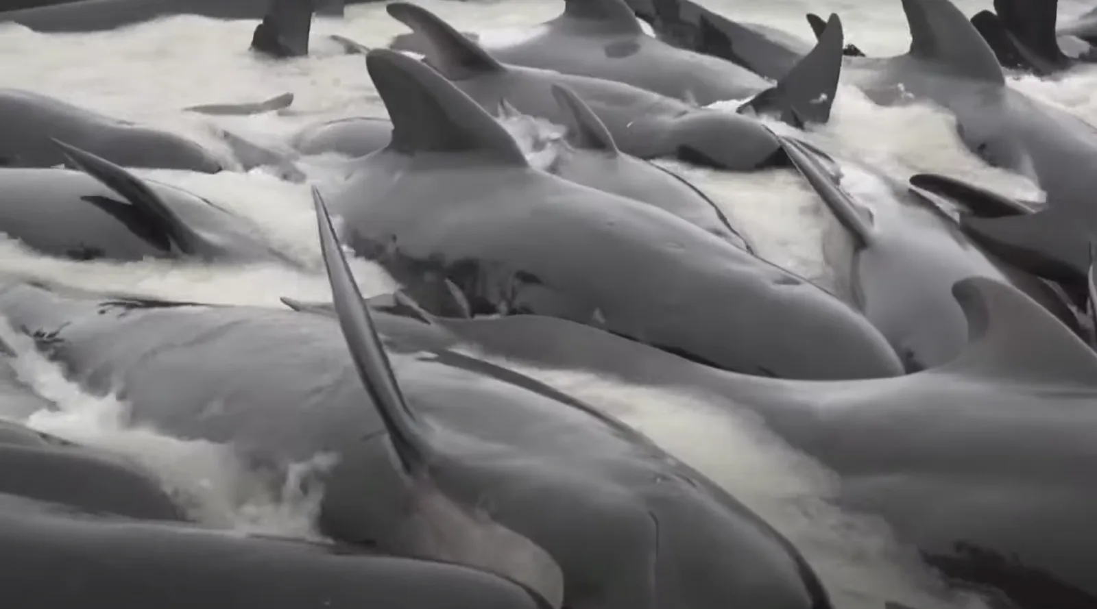 Mueren ballenas varadas en playa de Australia, no las pudieron salvar
