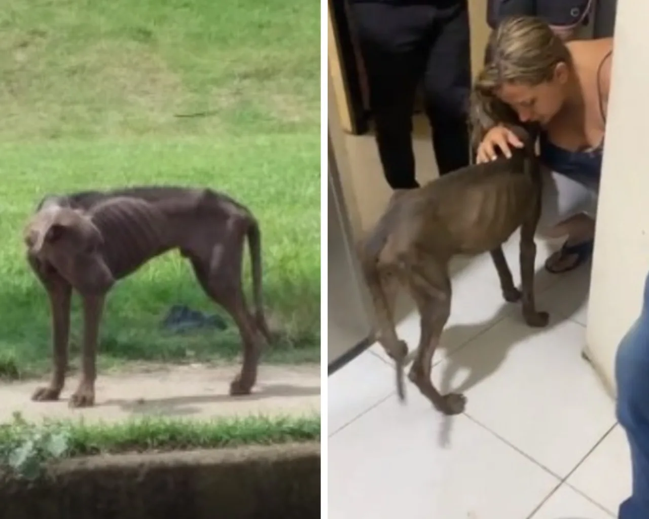 perro Vallegrande Cali desnutrición