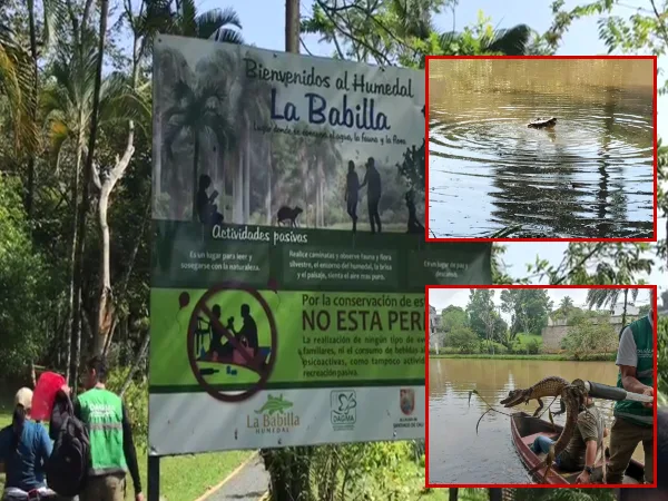 "Queremos garantizarles una mejor vida", el traslado de babillas 'bebés' del humedal en Ciudad Jardín en Cali