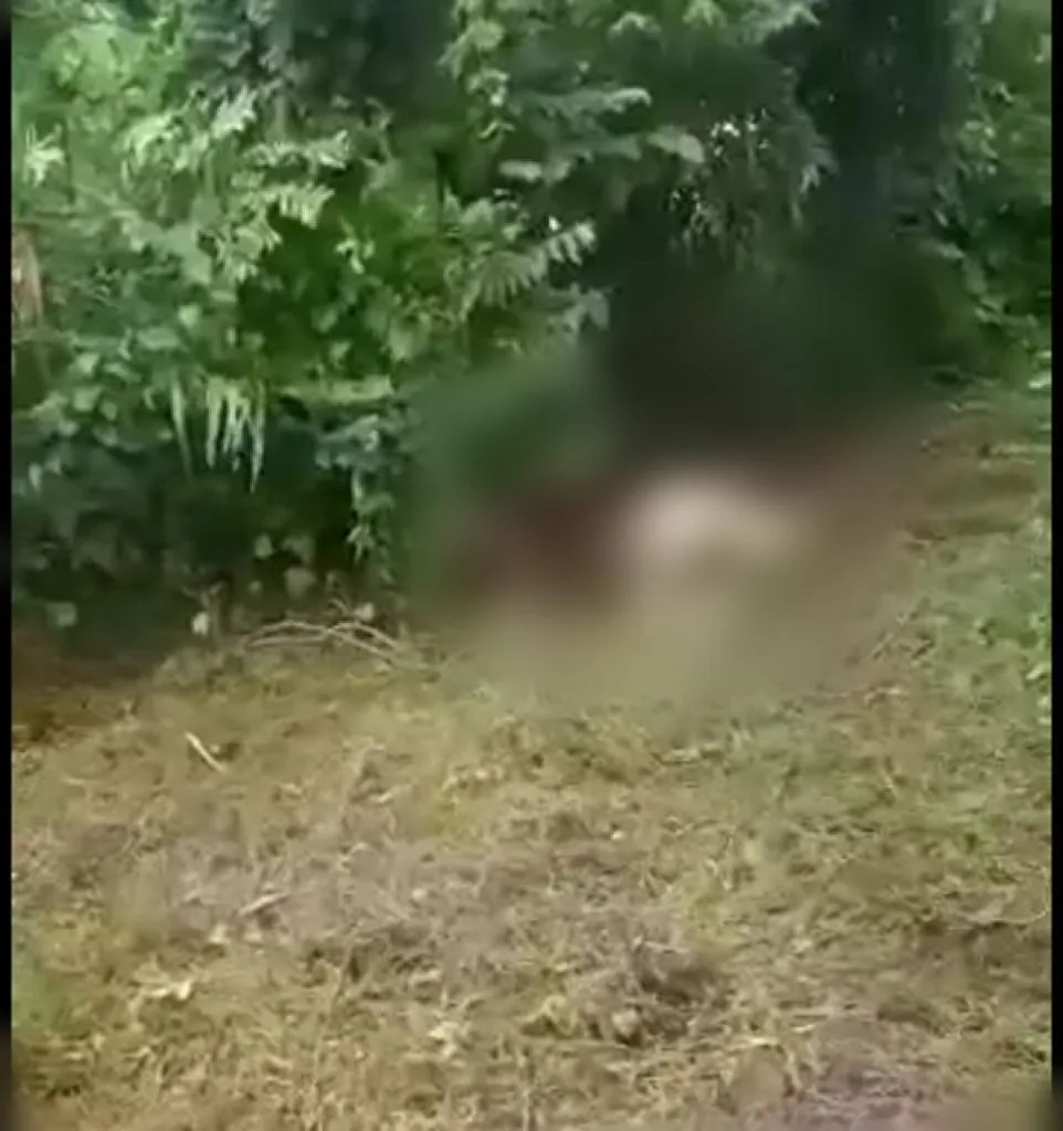 En Bolívar encontraron más de 50 cabezas de ganado "muertas en extrañas condiciones" y la estarían comiendo