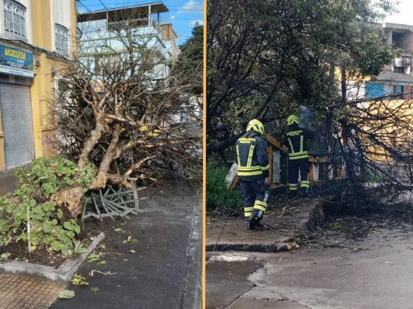 Las intensas lluvias provocaron la emergencia por la caída de árboles en la Avenida Colombia y el barrio La Carolina en Pasto
