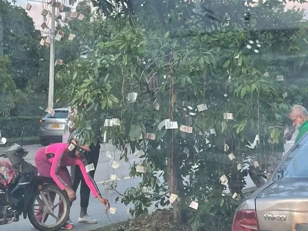 billetes en un árbol en Cali