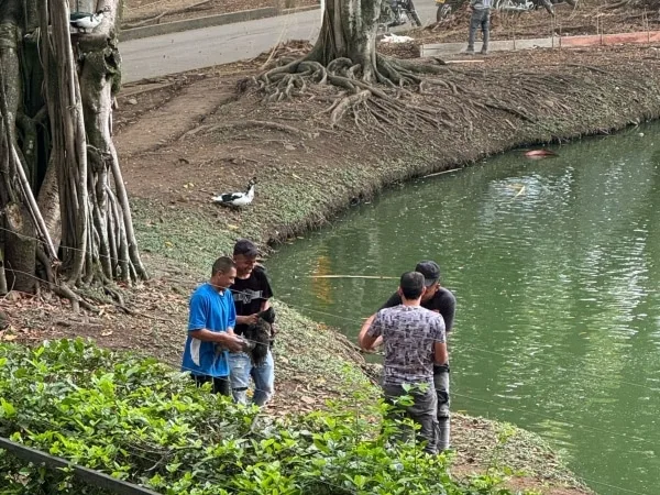Dagma responde a la polémica por extracción de patos en el humedal El Retiro en Cali