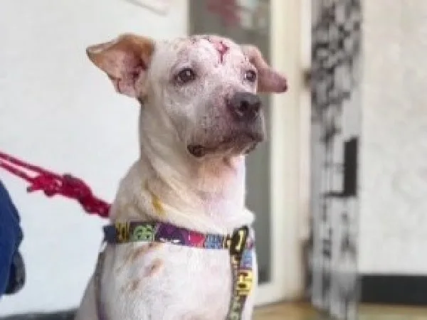 Santa, perro agredido con sustancia caliente en Barranquilla.
