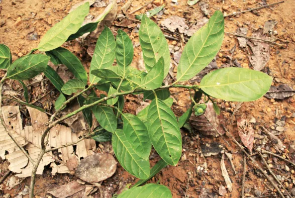 Ocho especies de árboles en riesgo de extinción en Antioquia