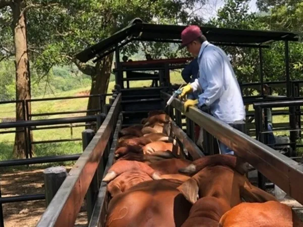 En Nariño alertan sobre falsos funcionarios del ICA que estarían estafando a ganaderos