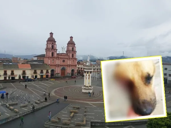 un perro en Ipiales ojo