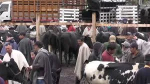 Tradicional feria de ganado en el corregimiento de Jongovito