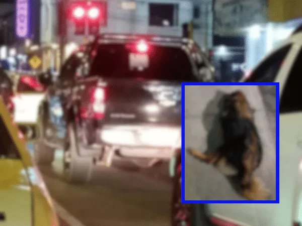 Denuncian que camioneta atropello a un perrito y se voló en Pasto