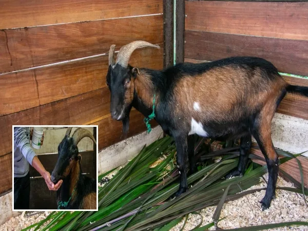 «Cornelio busca un hogar»: El cabrito rescatado por maltrato en Medellín