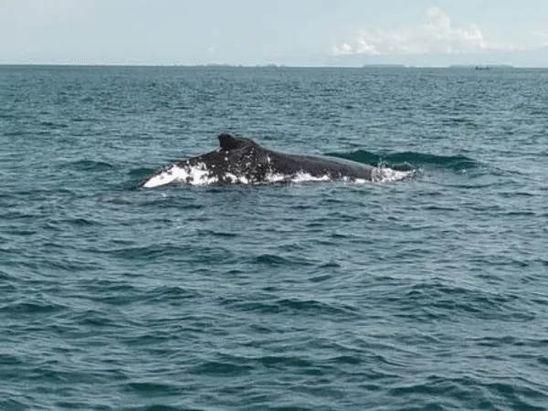 ballenas jorobadas