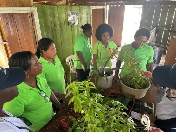 Las mujeres que hacen pomadas a base de plantas medicinales en Buenaventura: una tradición ancestral.