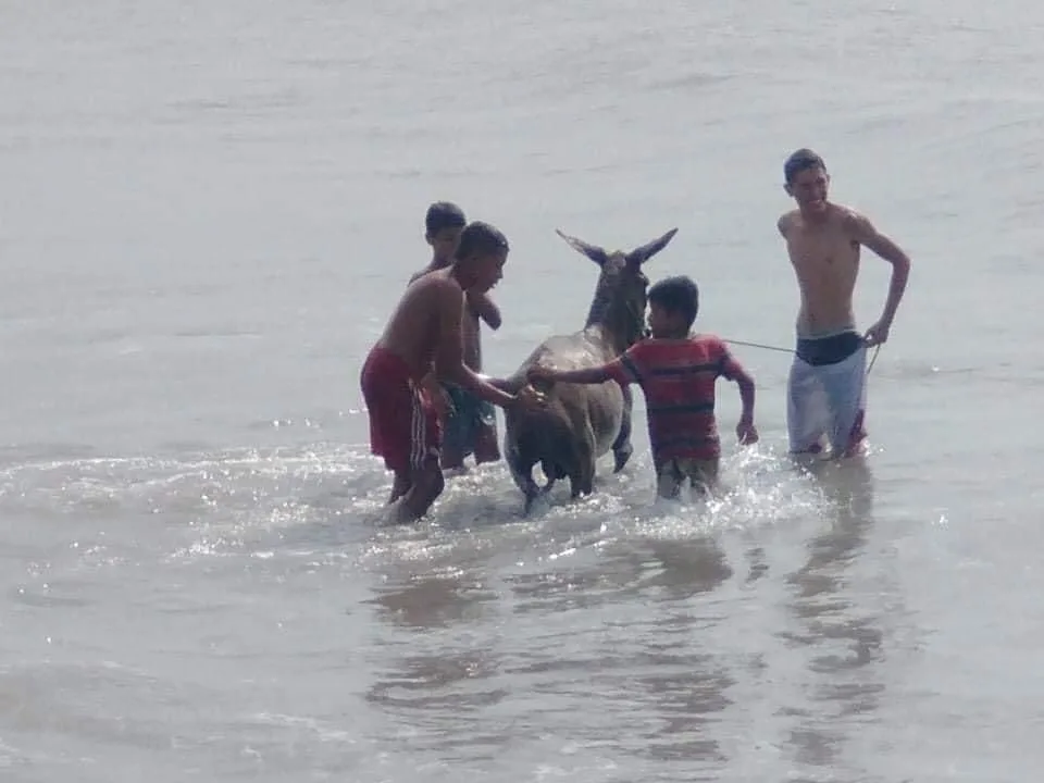 burros playa Puerto Colombia