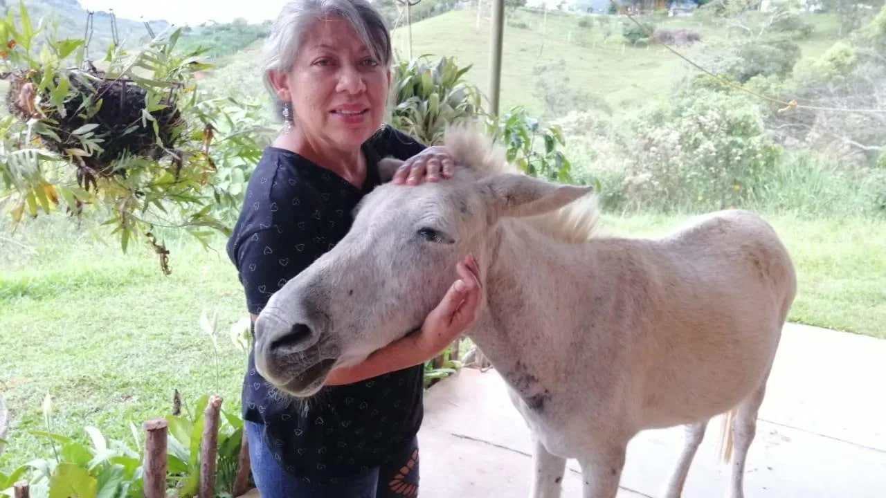Isabel la mula abandonada en Cali